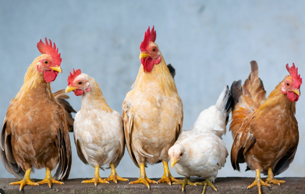 Poultry